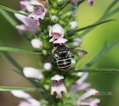 Pseudoanthidium repetitum