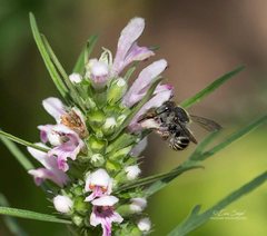 Pseudoanthidium repetitum