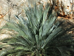 Macrozamia macdonnellii