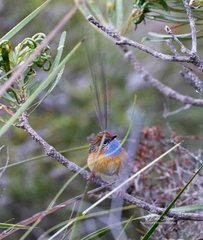 Stipiturus malachurus