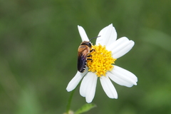 Megachile umbripennis