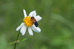 Megachile umbripennis