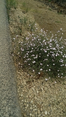 Convolvulus dorycnium