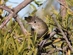 Psophodes nigrogularis