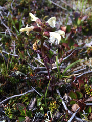 Pedicularis lapponica