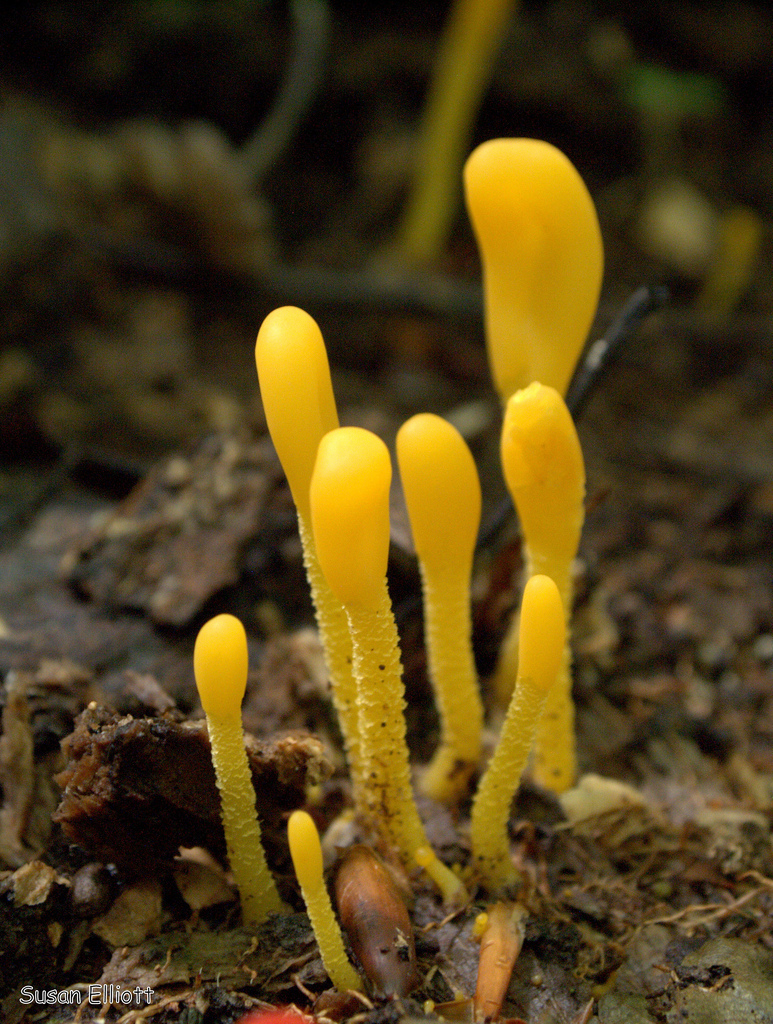 orange earthtongue