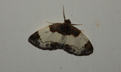 Mesoleuca albicillata