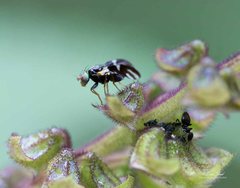 Sphaeniscus atilius
