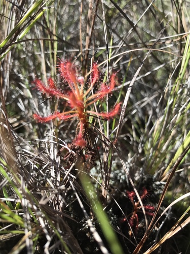 Drosera grantsaui