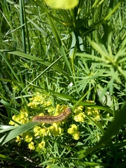 Malacosoma alpicolum