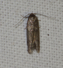 Blastobasis phycidella