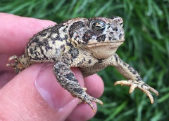 Anaxyrus hemiophrys