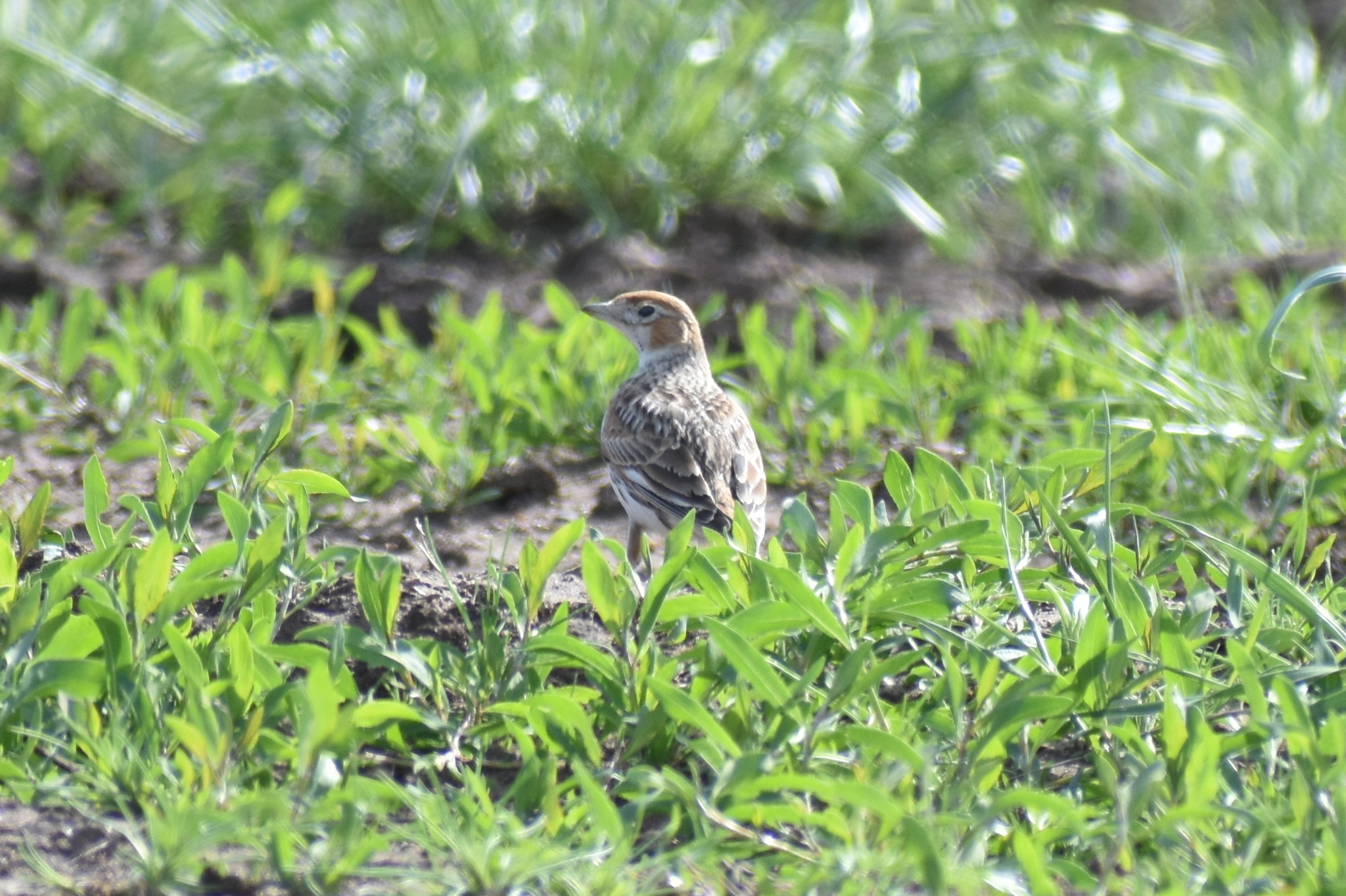 White-winged Lark