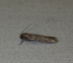 Blastobasis phycidella