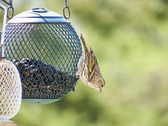 Spinus pinus image
