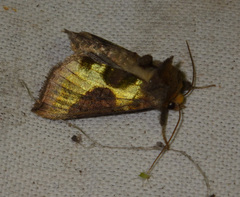 Diachrysia chrysitis