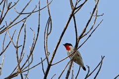 Cherry-Throated Tanager photo 2