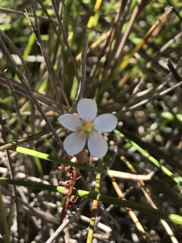 Drosera grantsaui