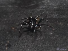 Phintelloides versicolor