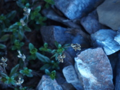 Veronica morrisonicola