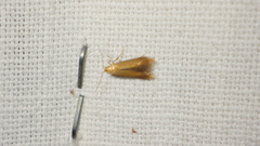 Tischeria ekebladella