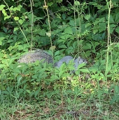 Sciurus niger cinereus