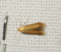 Tischeria ekebladella