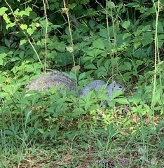 Sciurus niger cinereus