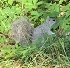 Sciurus niger cinereus