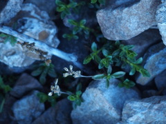 Veronica morrisonicola