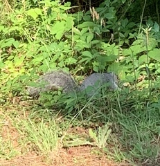 Sciurus niger cinereus