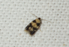 Ectoedemia decentella