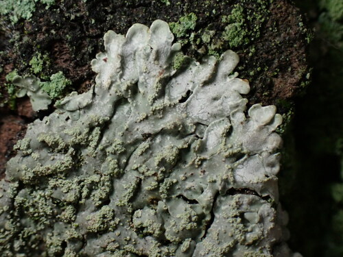 Pyxine cocoes