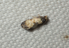 Neocochylis dubitana