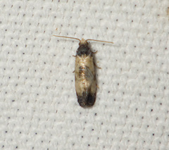 Neocochylis dubitana