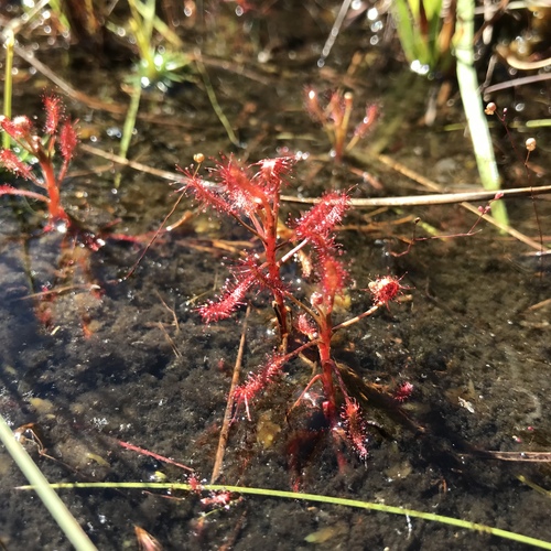 Drosera grantsaui