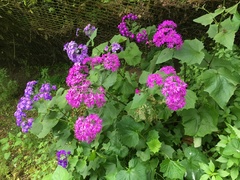 Pericallis × hybrida