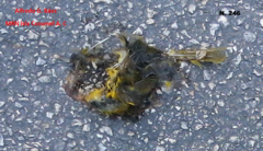 Setophaga petechia rufivertex