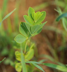 Baptisia australis