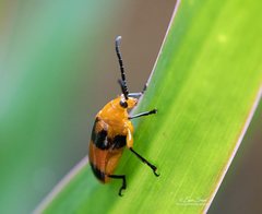 Stethopachys formosa