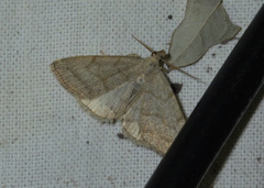 Pechipogo strigilata