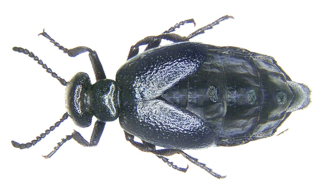 Meloe brevicollis