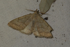 Pechipogo strigilata