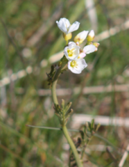 Cardamine polemonioides