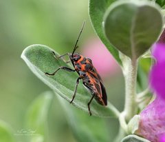 Graptostethus varipictus