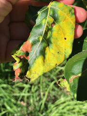 Taphrina populi-salicis