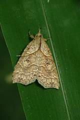 Olulis puncticinctalis