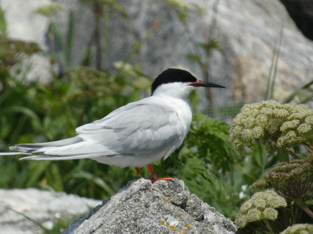 Atlantic Roseate Tern