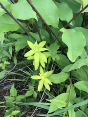Lilium philadelphicum
