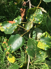 Taphrina populi-salicis